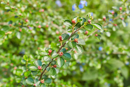 Hawthorn Berry flowers growing in Dublin, Ireland.