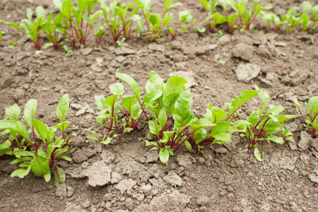 Leaf of beet root. Fresh green leaves of beetroot or beet root seedling. Row of green young beet...