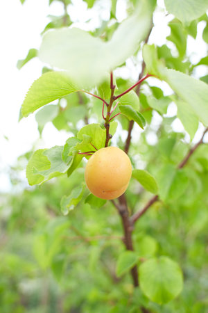 Ripe organic apricots hanging on a apricot tree. Close up.の写真素材