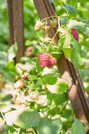 Branch of ripe raspberries in garden. Red sweet berries growing on raspberry bush in fruit garden.の写真素材