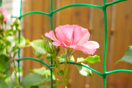 Close-up of climbing pink roses with green leaves on a blurry background. Bunches on the archの写真素材