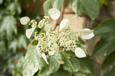 The Hydrangea macrophylla which it bloomed in early summer, and has been got close to in the Japanese culture for a long time.の写真素材