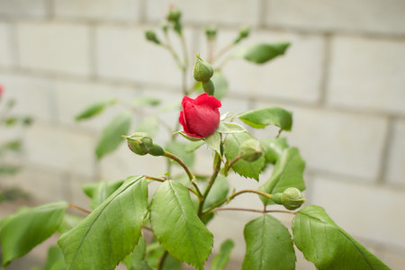 A rose in button with a red coral color. Day shooting, outdoor and without character. Front view.の写真素材