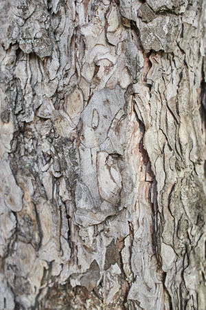 Pine bark background  and eucalyptus tree bark texture. Tree Bark with Lichens.