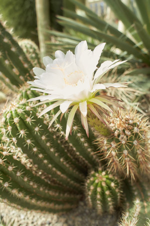 Echinopsis terscheckii flower. Blooming Cactus.の写真素材