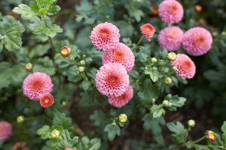 Close up of pink asteraceae dahlia Chrysanthemum Pink Wingfield flowers in blooming. Autumn plants.