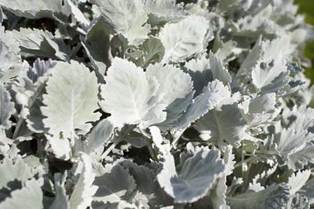Beautiful Silver dust Cineraria maritima in the garden, autumn time, closeup. Natural background of...