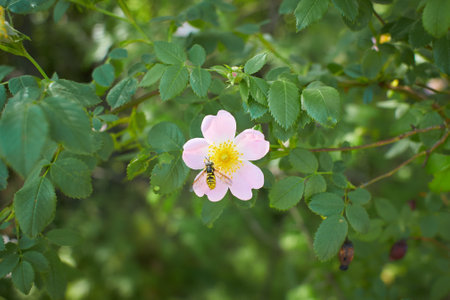 Wild pink rose hip in the forestの写真素材