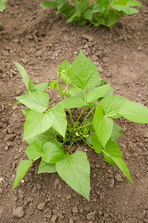 Beans flowers is garden.fresh still to pick beans hanging on a bean plant.Organic Garden Fresh...