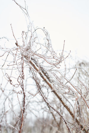Branches of a deciduous grass, bushes covered with ice crust after freezing rain, fragment, backgroundの写真素材