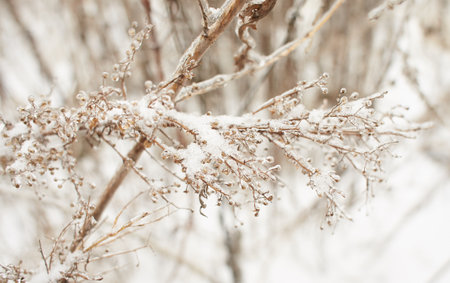 Branches of a deciduous grass, bushes covered with ice crust after freezing rain, fragment, backgroundの写真素材