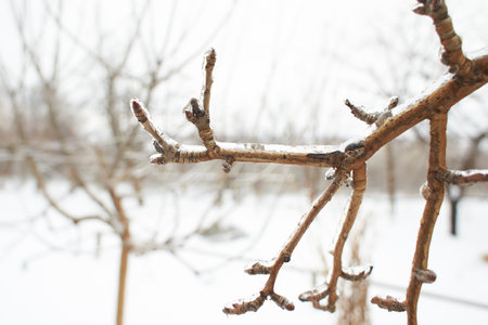 Branches of a deciduous grass, bushes covered with ice crust after freezing rain, fragment, backgroundの写真素材