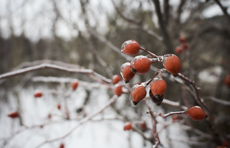 Flowers of a deciduous grass, bushes covered with ice crust after freezing rain, fragment, background. selected focusの写真素材