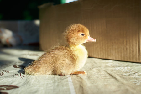 A duckling is a baby duck. Ducklings usually learn to swim by following their mother to a body of water.Soon after all the ducklings hatch, the mother duck leads them to water.の写真素材