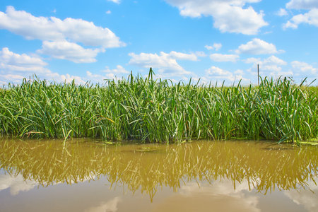 Close up of green fresh willow branches on the nature. Selected focutの写真素材