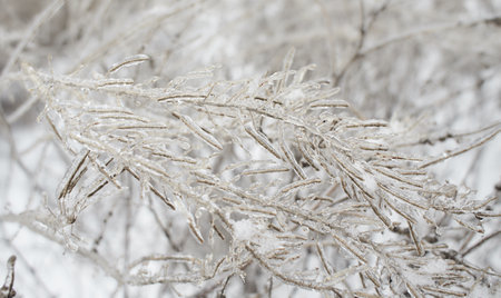 Branches of a deciduous grass, bushes covered with ice crust after freezing rain, fragment,...