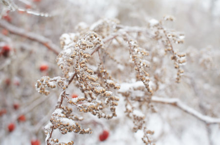Branches of a deciduous grass, bushes covered with ice crust after freezing rain, fragment, backgroundの写真素材