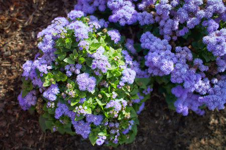 Blue flowers asteraceae ageratum houstonianum aloha blue in the garden. Summer and spring time