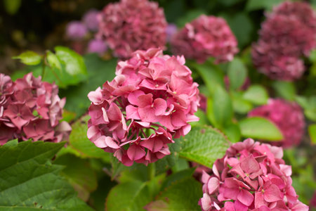 Mountain Hydrangea (Hydrangea serrata) blossoms in the garden.