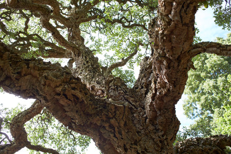 North African tree fagaceae quercus suber in the garden