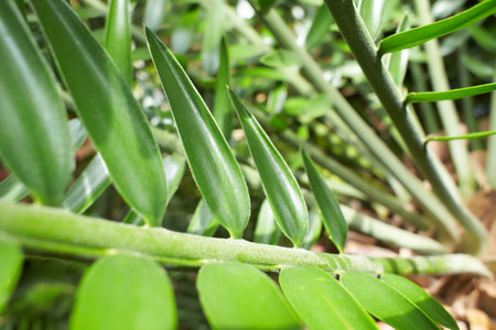 Green tropical plants in jungle garden close up of leaves. Close upの写真素材