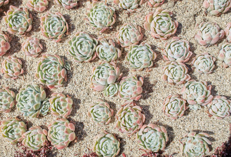 Carpet of succulent cactus from top. Mexican Snowball close up macroの写真素材