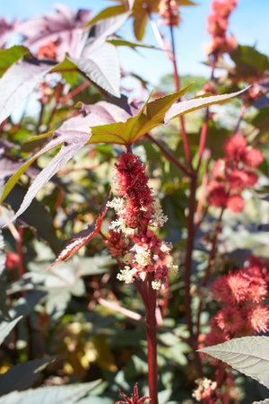 Detail of sweetgum tree with sweet gum balls in the garden. Summer and spring timeの写真素材