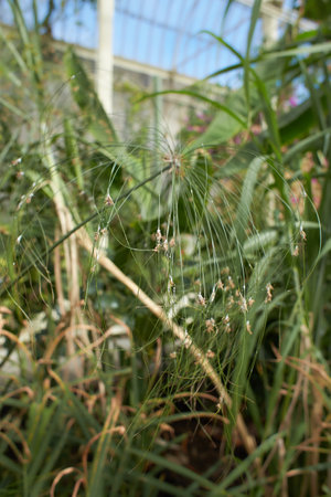 Pappyrus cyperus papyrus in the garden. Summer and spring time
