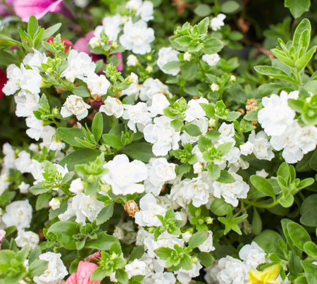 White flowers of Calibrachoa 'MiniFamous Double Compact White', Double Snowball Bacopa in the...