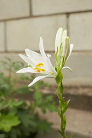 Close up of white lily flower, selective focus on flower.の写真素材