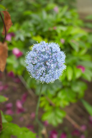 White flowers of Allium caeruleum in the garden. Summer and spring time.
