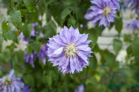 Purple flowers of Clematis viticella in the garden. Summer and spring time.の写真素材