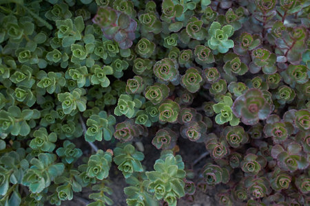 Green plant of âJohn Creechâ stonecrop, Sedum Spurium Summer Glory Green Roof Plants in the garden. Summer and spring time.の写真素材