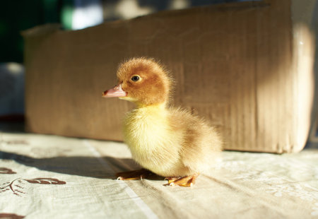 A duckling is a baby duck. Ducklings usually learn to swim by following their mother to a body of water.Soon after all the ducklings hatch, the mother duck leads them to water.の写真素材