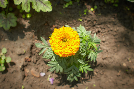 Yellow flowers of Tagetes erecta in the garden. Summer and spring time.の写真素材