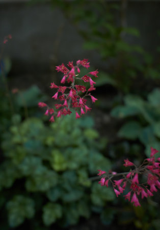 Red flowers of Heuchera sanguinea, rubescens in the garden. Summer and spring time.の写真素材