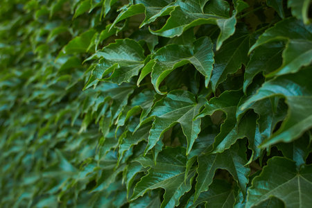 Ivy vines climbing tree trunk on green background.