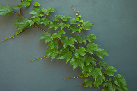 Ivy vines climbing tree trunk on green background.