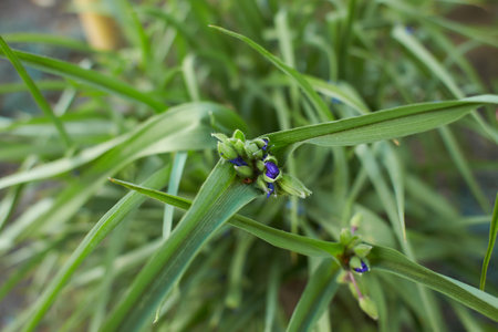 Close up of many small blue flower and green leaves of Tradescantia Virginiana plant, commonly known as Virginia spiderwort or Bluejacket in a sunny summer garden, beautiful outdooの写真素材