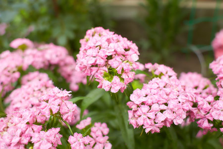 Dianthus barbatus flower. Pink magenta flower blossom in garden backyard. Perennial phlox growing in a sunny garden. Dianthus barbatus flower.の写真素材