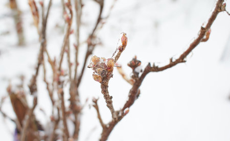 Branches of a deciduous grass, bushes covered with ice crust after freezing rain, fragment, backgroundの写真素材