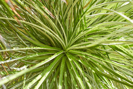 Plant of bromeliaceae puya venusta in the garden. Summer and spring timeの写真素材