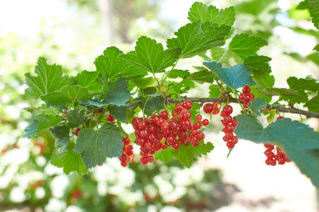 Branch of ripe red currant in a garden High quality photo