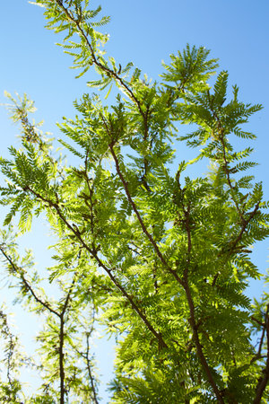 Selective focus young leaves of gleditsia triacanthos on the tree, The honey locust, also known as the honeylocust is a deciduous tree in the family Fabaceae, Nature greenery leafの写真素材