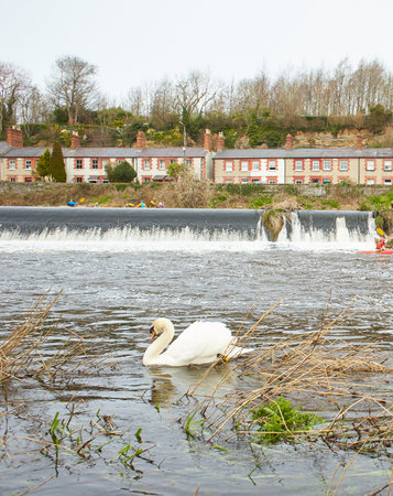 White Swan on blue river with Waterfall on background, side view very close-upの写真素材