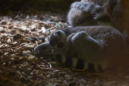 Two Lemur Madagascar are sleeping on the ground