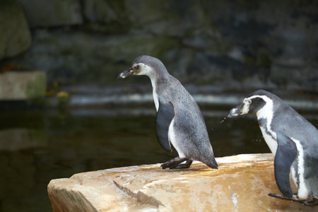 Penguin standing in natural environment, on the rocks near the waterの写真素材
