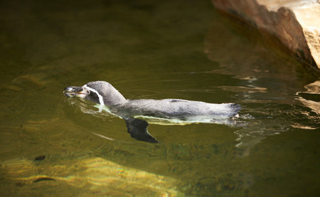 Penguin standing in natural environment, on the rocks near the waterの写真素材