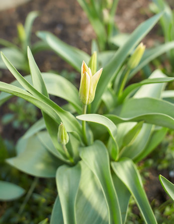 Vivid pink tulips with green leaves bloom in a garden in a spring day, beautiful outdoor floral background photographed with soft focus.の写真素材
