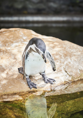 Penguin standing in natural environment, on the rocks near the waterの写真素材